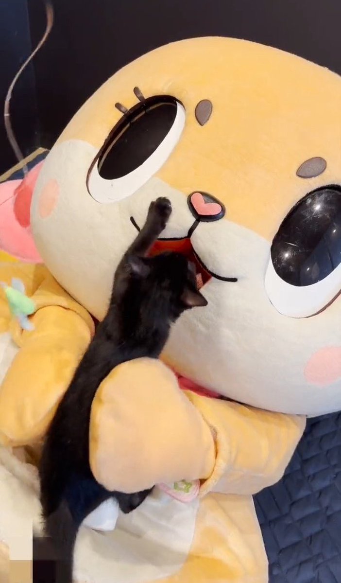 chiitan7407's tweet photo. @Catsillyness OMGGGG
°C-ute Baby🐈👶 https://t.co/4imxBZIqiP