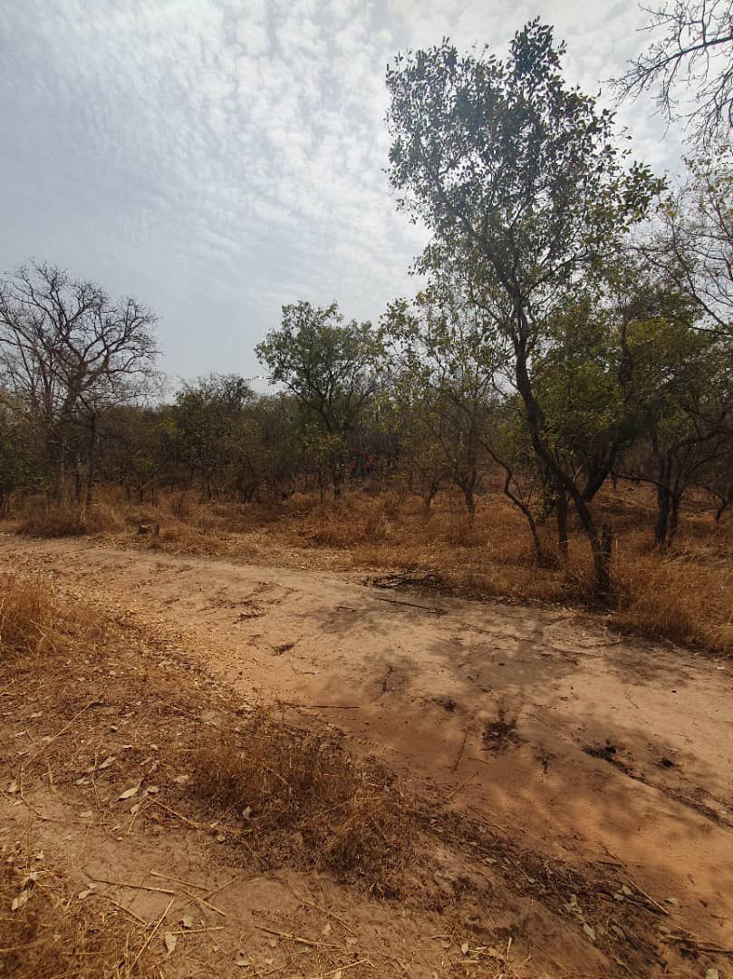 Presidency_GMB's tweet photo. Today, President Barrow will inaugurate the 23 kilometer Reneru-Karantaba road in Central River Region. 

See the transformation before and after the project. https://t.co/w01N2Cr15X