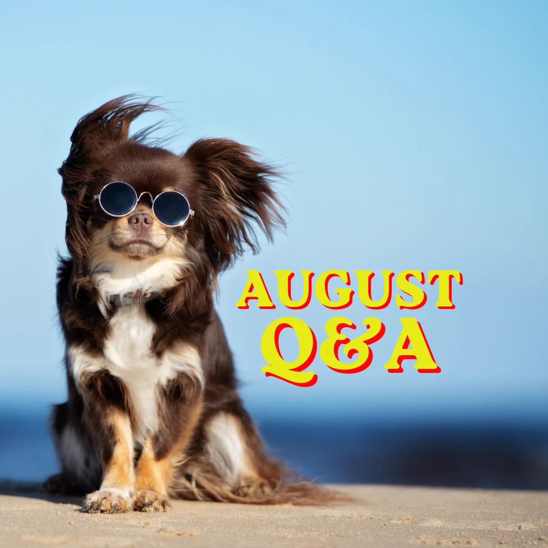 A brown-and-white Chihuahua announces the August Q&A. The dog, wearing sunglasses, sits on a strip of sand against a deep-blue background, its long hair blowing sideways in the wind.