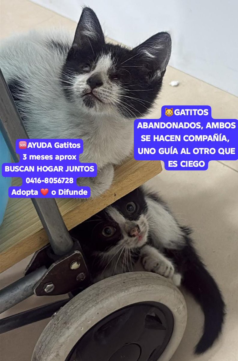 yaracalcagno's tweet photo. Difundo. 😺*GATITOS ABANDONADOS, AMBOS SE HACEN COMPAÑÍA, UNO GUÍA AL OTRO QUE ES CIEGO*
AYUDA Gatitos de 3 meses aprox, *BUSCAN  HOGAR JUNTOS* que permita que ante la dificultad mantener su unión, que los amen y cuiden. El resguardo es por poco tiempo, porque hay perros que no conviven con gatos y quedan solos mientras trabajan y quedan solitos en una cajita.
Adopta con ❤️ o Difunde para hallar su hogar* 🏡 y no separarlos 
0416-8056728