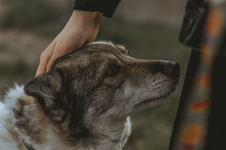 laeliapp's tweet photo. Somewhere around year twelve, people stop saying "good boy" and start saying "he's still with us." Like the good days are behind him.

They're not behind him. They're smaller. A slow sniff lap. Sun on the porch. The two-minute game he still wins. Old dogs don't need less love — they need it re-sized.

Today we shipped The Good-Days Routine in Laeli: soft enrichment, gentle rituals, comfort he can lean into. It won't make him young. It makes today good.

That's the whole job now. And it's a good job.