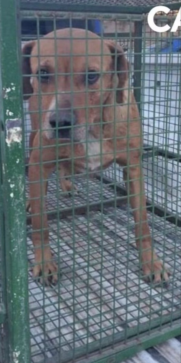SolLaborde's tweet photo. @nousairmazraou1 @Floracrestanell Pero si el perro de este caso NO ERA UN PITBULL!! Era una perrita mestiza atada y descuidada, claramente no tengo nada más que decir. Y según tu lógica (o la IA) hay que prohibir a cualquier perro +30kg porque matan niños https://t.co/UPtOlLGZCf