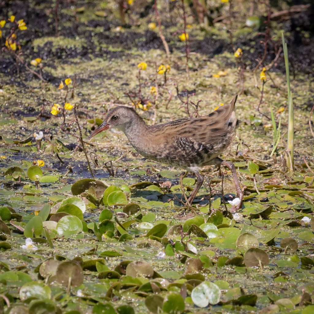 PhilRay62's tweet photo. Water rail showing nicely at RSPB Greylake, Somerset #wildlifephotography #birdphotography #birdwatching #BirdsSeenIn2026 #TwitterNatureCommunity #NaturePhotography #Nature #BirdsPhotography #birds #birdwatching #HamWall #Greylake https://t.co/3Euc1ZC0yR