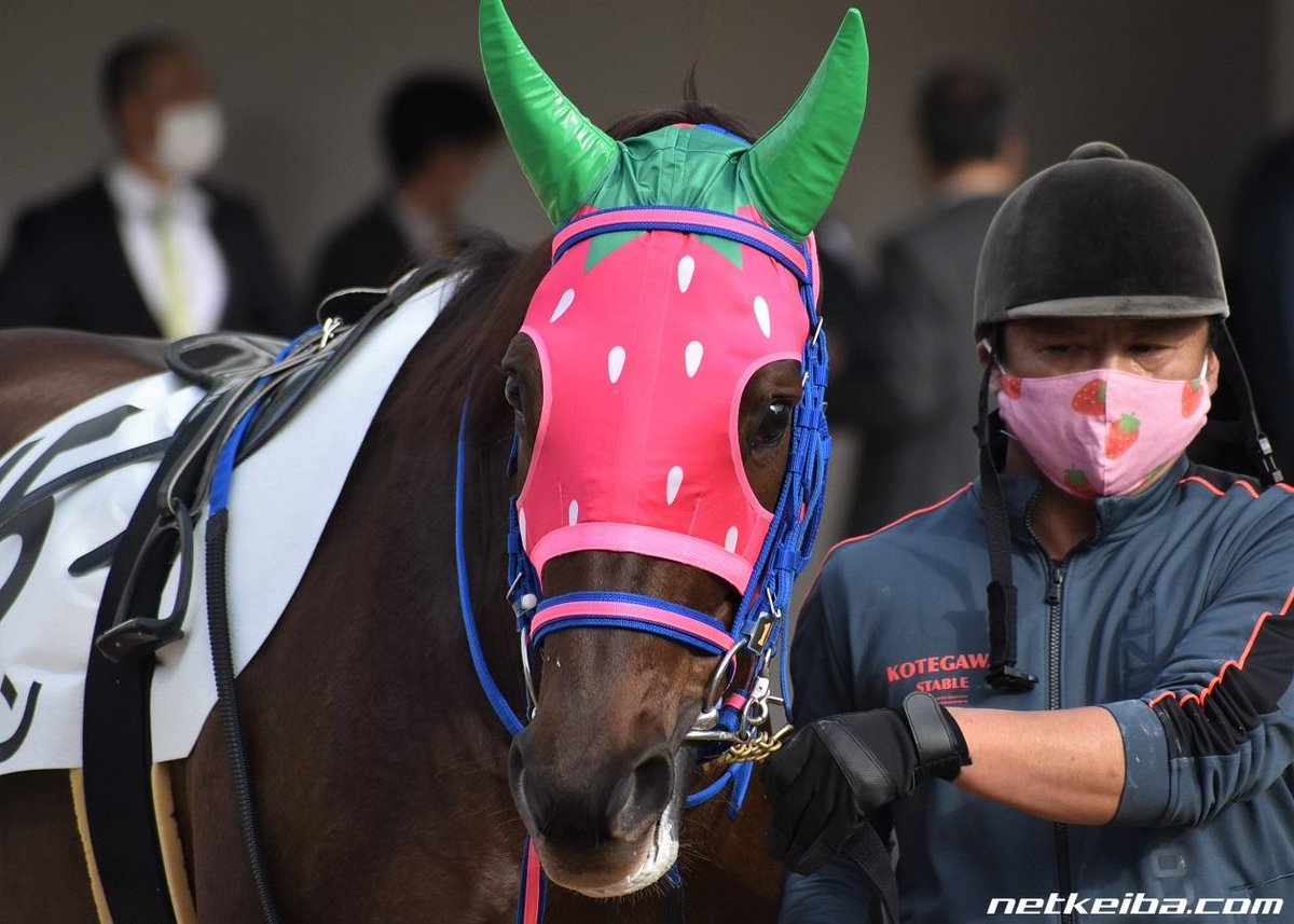 umaposting's tweet photo. i found this beautiful mare on netkeiba today :) her name is ichigochan! she earned ¥13.11 mil on the NAR circuit! everybody love ichigochan!!!!! https://t.co/dAorSh8ELW
