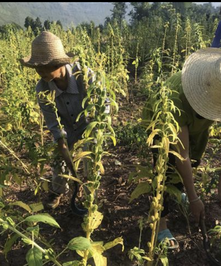 Pirat_Nation's tweet photo. A farmer trusted AI for farming advice after it had helped him for about a year. Then it helped wipe out 25 acres of his crops.

The 67-year-old farmer in China used an AI chatbot to get advice about weeds and pests, he followed the advice to mix several chemicals and spray them across his sesame field.

By the next morning, about 25 acres of his sesame crop had been destroyed.