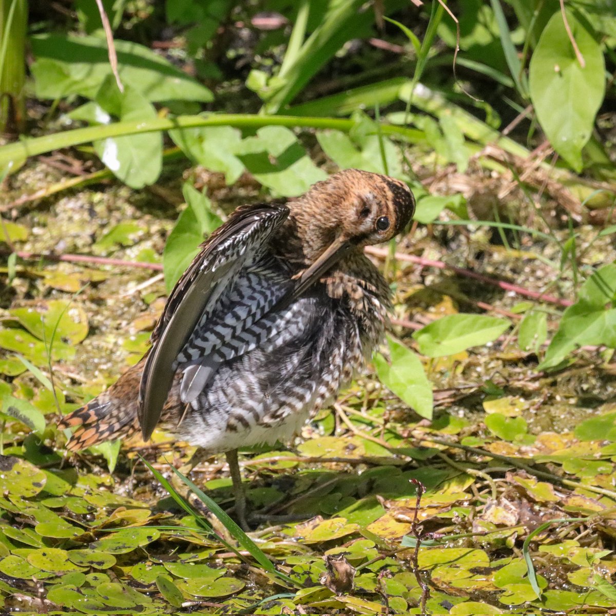 PhilRay62's tweet photo. Snipe out in the open at RSPB Greylake, Somerset #wildlifephotography #birdphotography #birdwatching #BirdsSeenIn2026 #TwitterNatureCommunity #NaturePhotography #Nature #BirdsPhotography #birds #birdwatching #HamWall #Greylake https://t.co/sqPJvSFjtX