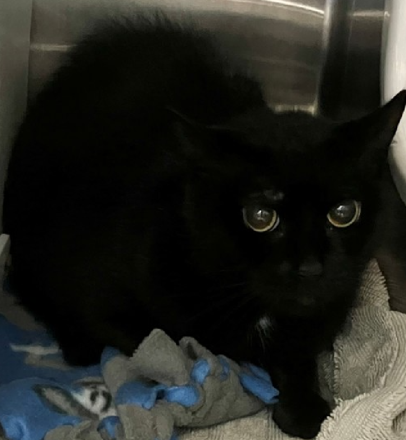 JLthekid9999's tweet photo. 🆘🆘 MIDNIGHT (ID 259058), 3 YO, FEMALE –  IN STATEN ISLAND ACC - came into the shelter as an  aco - impound on 7/6/2026, with the surrender reason stated as animal behavior - aggressive towards people.    🆘🆘 😿 😿 😿 😿

➡️TBD 8/13/26

➡️ NEW HOPE PARTNER RESCUE ONLY

➡️ TOO LOW ON PLEDGES TO STIMULATE RESCUE INTEREST

➡️🆘🆘 4TH  Chance on Emergency Placement List – BEYOND URGENT -  NO ROOM IN SHELTER – WILL NOT BE GIVEN MUCH MORE TIME – VERY HIGH EU/SILENT KILL RISK – 🆘🆘 😱🔥🔥😱

➡️ 37 DAYS IN SHELTER – TOO LONG – TIME IS RUNNING OUT

➡️ MIDNIGHT IS ON THE EPL FOR BEHAVIORAL REASONS -Midnight has been placed at risk due to ongoing, distance-increasing behaviors. She entered the Care Center with multiple previous bite/scratch incidents. While she has been in the Care Center, Midnight has been quick to escalate to lunging, hissing, and swatting. The behaviors she has been displaying in care have made it increasingly difficult to clean and have successful interactions. It is in Midnight’s best interest to move out of the kennel environment and into a stable, low-traffic home environment with an experienced adopter. This designation often means that the cat will be given very little time for rescue/foster/adoption.🔥🔥🔥🔥

Midnight is displaying behaviors that preclude placement in the adoptions room and/or may require further investigation before placement in a home. 😿🙏😿🙏😿🙏

NEEDS OUT OF SHELTER ASAP –

Please RT or pledge, if you can, to save this little one.

@AdamsPaulGrimke
@mehser12

💔😿🙏Thank you