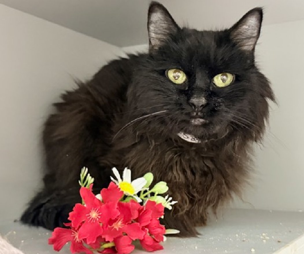 JLthekid9999's tweet photo. 🆘🆘 PRINCESS NINA (ID 258339), 14 YO, FEMALE –  IN MANHATTAN ACC - came into the shelter as an owner surrender on 6/28/2026, with the surrender reason stated as animal behavior - not good with resident animals.    🆘🆘 😿 😿 😿 😿

➡️TBD 8/13/26

➡️ TOO LOW ON PLEDGES TO STIMULATE RESCUE INTEREST

➡️🆘🆘 8TH Chance on Emergency Placement List – HIGHLY UNUSUAL AND SHELTER AT MAXIMUM CAPACITY- NOW IS THE TIME TO ACT/HELP PRINCESS NINA- HIGHEST EU/SILENT KILL RISK–🆘🆘 😱🔥🔥😱

➡️ 45 DAYS IN SHELTER – TOO LONG – TIME IS RUNNING OUT

➡️ PRINCESS NINA IS ON THE EPL FOR BEHAVIORAL REASONS - She is not thriving in the care center and is deteriorating in the Adoptions room. She is now displaying signs of overstimulation. “DETERIORATING IN THE ADOPTIONS ROOM” IS OFTEN A DEATH SENTENCE IN SHELTER. This designation often means that the cat will be given very little time for rescue/foster/adoption.🔥🔥🔥🔥

What my friends at ACC say about me:  I am a sweet, social, older gal, looking for the perfect forever home! Cheek and chin scratches make me so happy! Princess Nina tolerates attention and petting when well fed but appears fearful or stressed in the shelter and can act aggressively when very hungry as a result of a medical condition. Until her illness is controlled we suggest that she be fed before handling is attempted or whenever handling is going to be attempted when she is very vocal or appears to be aroused or upset. We recommend that this cat go to a home with experienced cat parents who are well counseled in her medical concerns and the need to get her hyperthyroidism under control. A volunteer writes: Princess Nina, owned since kittenhood, became very unhappy when another female cat was brought in to share her life. She acted up toward the "intruder" and even started to soil (something she does not do at the care center). Princess Nina was therefore brought to us in order to find her a new place to live. A tall order when a cat is fourteen year old, has an untreated known thyroid condition and has even the beginning of kidney disease. Princess Nina is a sweet gal and we will try our best to help her....She is a pretty kitty, semi long hair, matted, all ebony dame, very welcoming, friendly and enjoying attention and petting.. Princess Nina is super thin and as hungry as a bear. The thyroid medicine will soon do its job, relax her, lessen her appetite and promote some weight gain !Lovely Princess Nina needs a home sweet home, may be low traffic, without other cats or pets and an understanding new owner who likes seniors who quite often come with medical issues. Princess Nina would love to meet you and be your four legged best friend! ❤️ 😻❤️ 😻❤️ 😻

NEEDS OUT OF SHELTER ASAP –

Please RT or pledge, if you can, to save this little one.

@AdamsPaulGrimke
@mehser12

💔😿🙏Thank you