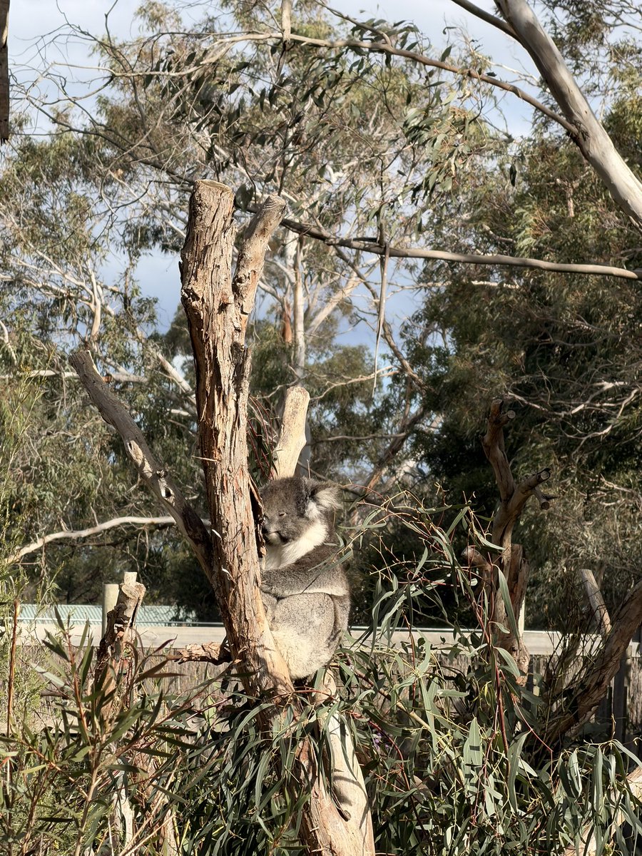 envixae's tweet photo. ANIMALSSSSSSS kangaroo wallaby quokka koala pelican ur mom ur dad ur dog ur neighbour 
#pngtuber #touchgrass #animals #pelican #quokka #kangaroo #Wallabies #koala #cute #nature #vacation https://t.co/GNLFqd12eU