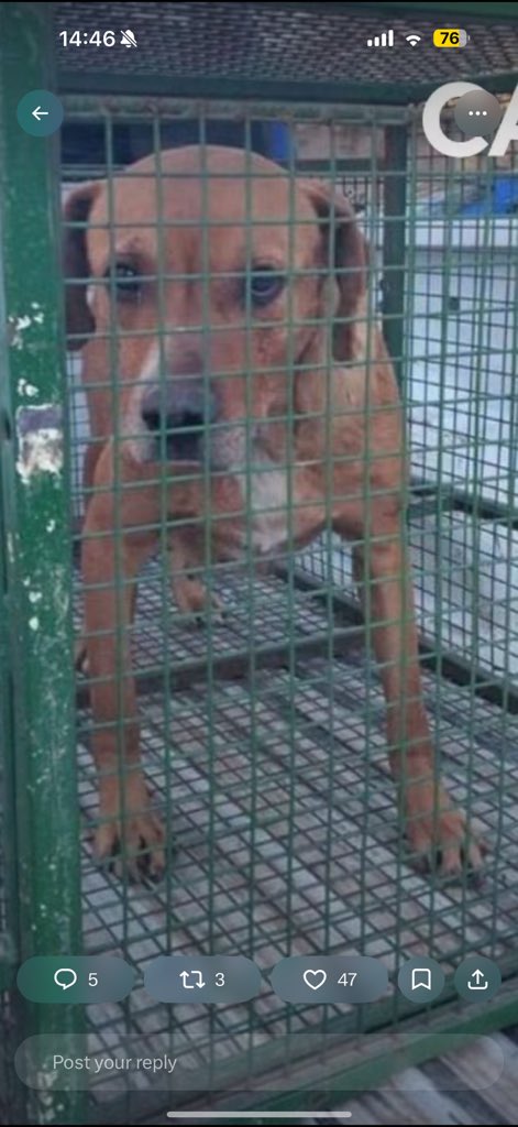 cotii_ca's tweet photo. @FlorenciaTkayk el pitbull en cuestion https://t.co/pNlJdaYMB9