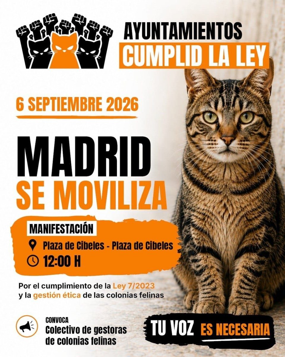 podemosmad's tweet photo. 🐾 El 6 de septiembre salimos a la calle para exigir el cumplimiento de la Ley 7/2023 y defender a las colonias felinas. Desde Podemos apoyamos esta movilización de la sociedad civil organizada. 🐱💜
📅 6S | 🕛 12:00
#ColoniasFelinas #Ley72023 #6S https://t.co/bXFWVMXqlp