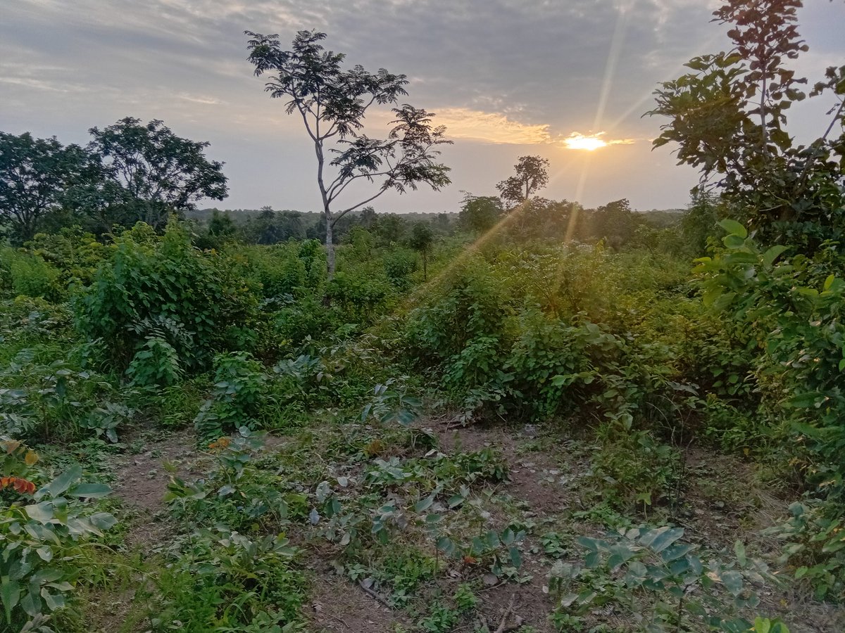 AcreUnity's tweet photo. 🔥5 Acres Farmland for Sale!🔥
Along Iseyin-Ibadan expressway Serafu Village, Iseyin, Oyo State
₦350k per acre. Great value for crop farming, livestock & long-term investment
Call or WhatsApp 09061768581 to schedule inspection
#FarmlandForSale #Iseyin #OyoLand #Agriculture https://t.co/NvEFeCmr5U