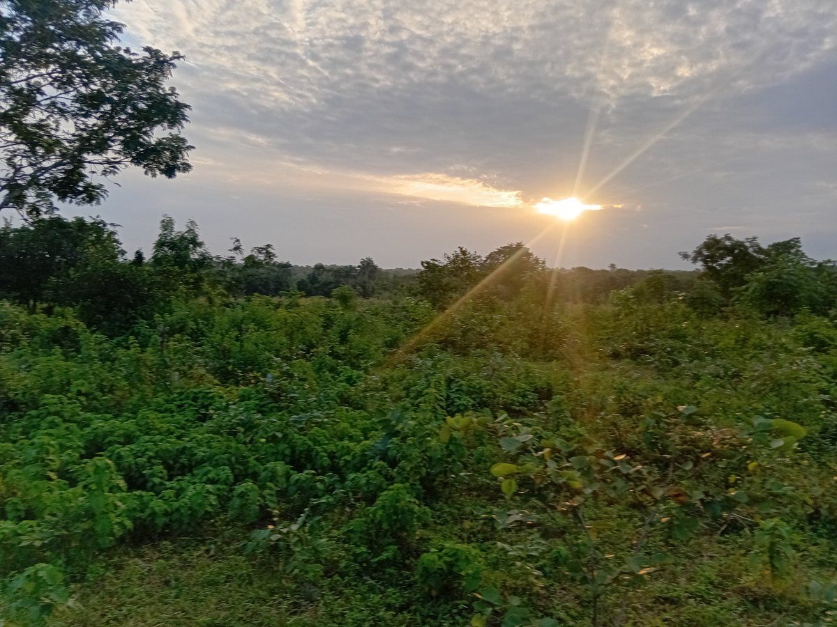 AcreUnity's tweet photo. 🔥5 Acres Farmland for Sale!🔥
Along Iseyin-Ibadan expressway Serafu Village, Iseyin, Oyo State
₦350k per acre. Great value for crop farming, livestock & long-term investment
Call or WhatsApp 09061768581 to schedule inspection
#FarmlandForSale #Iseyin #OyoLand #Agriculture https://t.co/NvEFeCmr5U