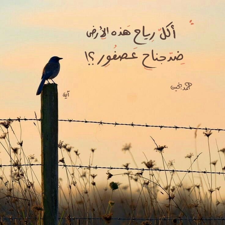 fatonshaaban's tweet photo. ?! https://t.co/jtBXJicuNk