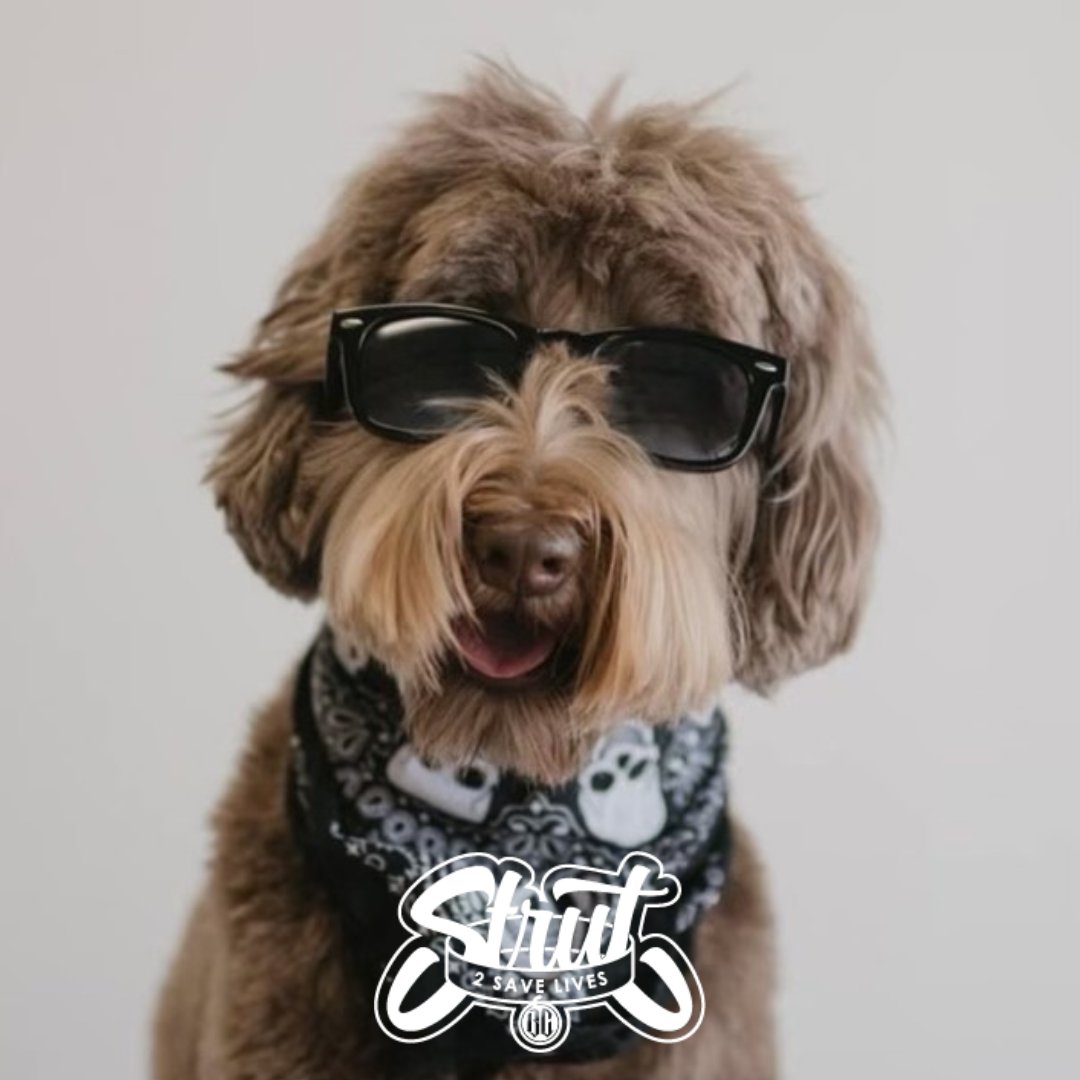 Driven2Save's tweet photo. Grab your pup and your people and come Strut 2 Save Lives! 💙🐶

Join us Sunday, September 20, at Dillon Park Events Lawn in Noblesville for a one-mile walk celebrating the gift of life. Learn more at https://t.co/PHDhhI1xC2. https://t.co/6WKF0wAVrA