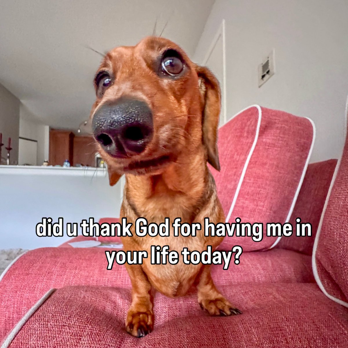 Bobrango47's tweet photo. Shosho men this dog means the world to me https://t.co/60gqvuYq7E