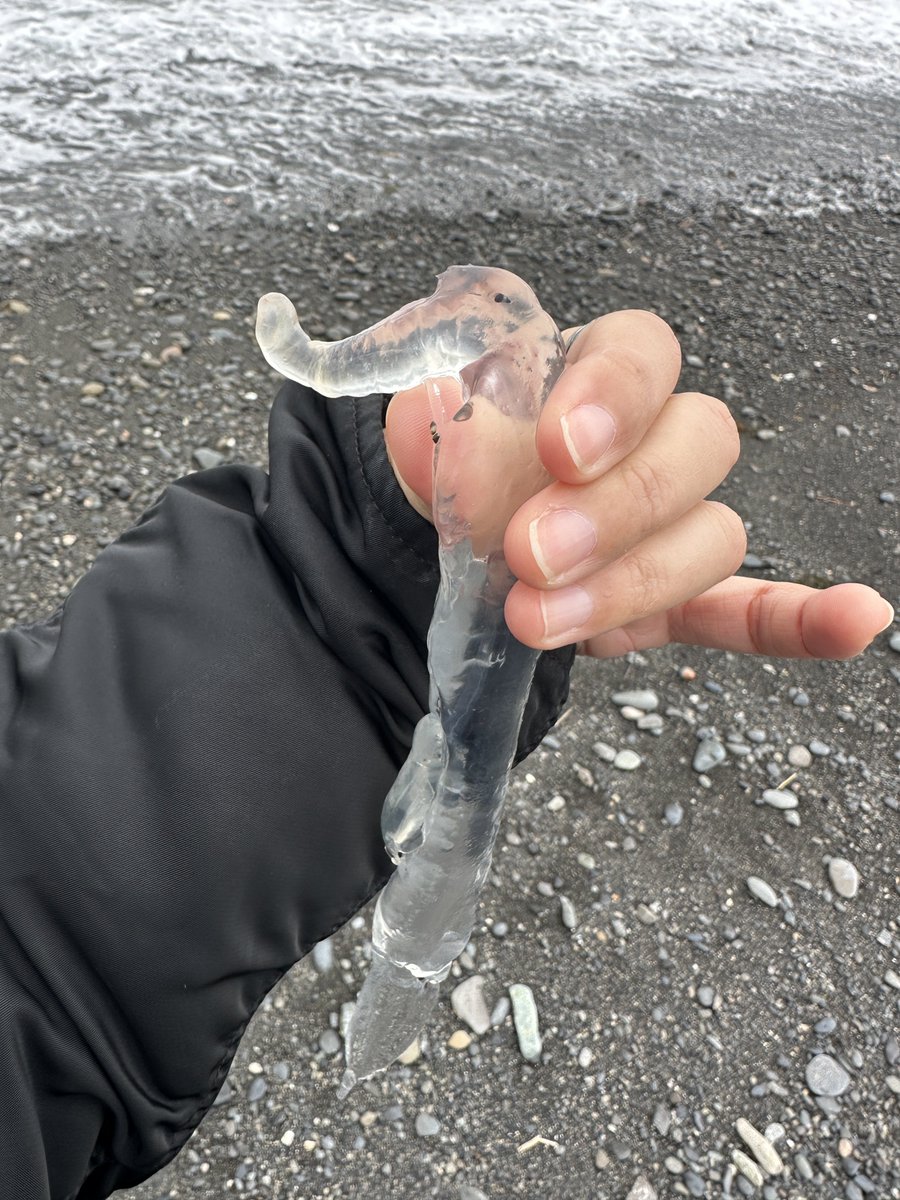GDLevS's tweet photo. Not an elephant, not a jellyfish — Japan's zou-kurage is a real sea snail, filmed alive, no AI involved. That trunk is its foot. Those ears are the fins it swims with. 🐌 https://t.co/wf8o4uH68L