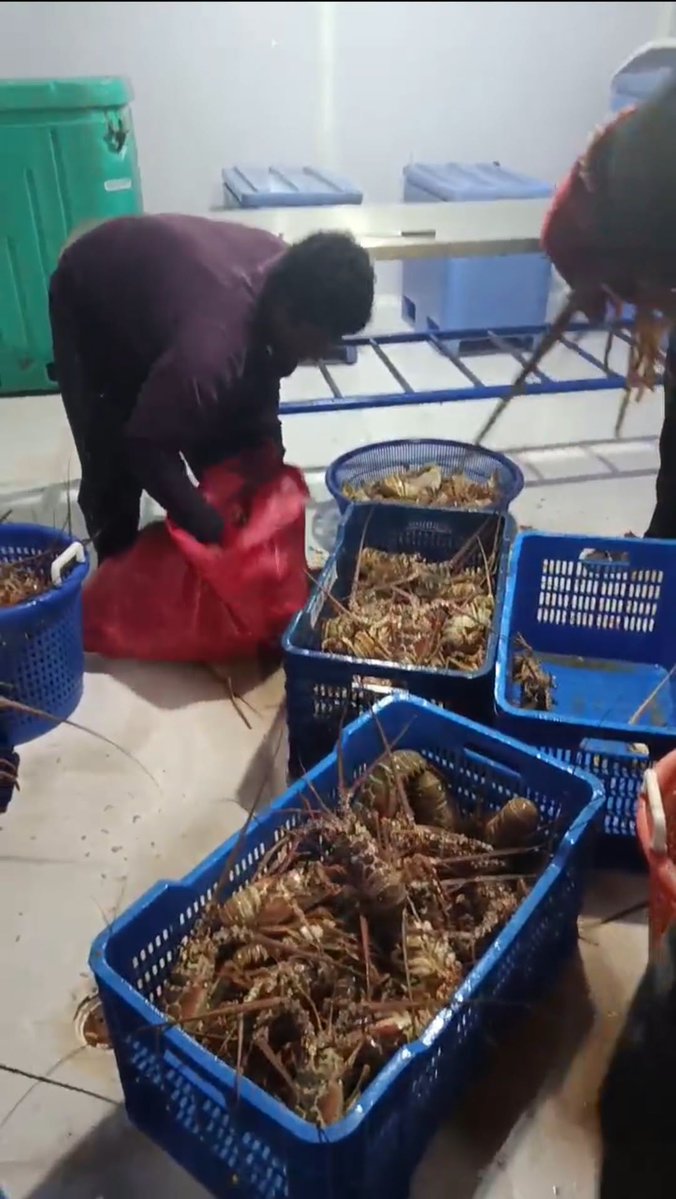 InpescaNic's tweet photo. Por eso desde #INPESCA  promovemos una pesca responsable y sostenible para que cada protagonista cumpla con las normativas y tallas mínimas para proteger nuestros recursos.
#AgostoVictorioso
#TodosLosTriunfoSonDelPueblo
#VivaSandino
#SiempreMasAlla https://t.co/RtPx1KxPoo