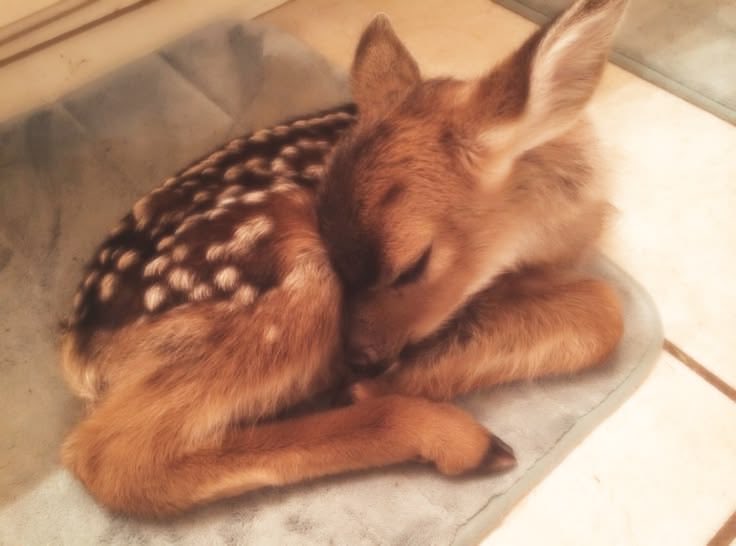 box0fletters's tweet photo. let pinterest decide :

⊹ ࣪ ˖ quote
⊹ ࣪ ˖ plushie
⊹ ࣪ ˖ animal
⊹ ࣪ ˖ trinket https://t.co/fV813OgMgz