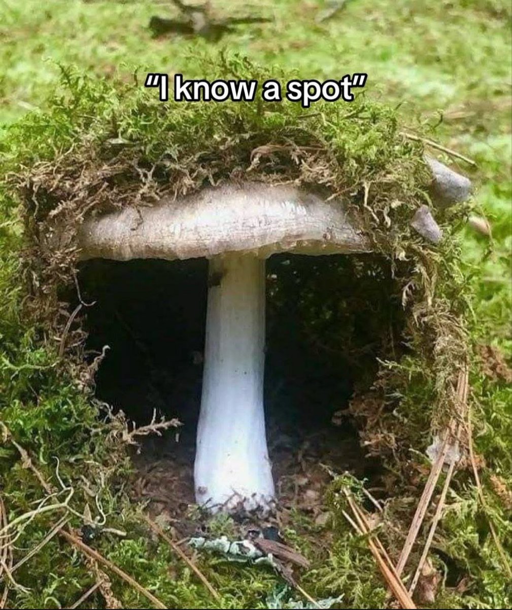 HenryParvas's tweet photo. Eu conheço um lugar, bora? :3

#furry #furryart #mushroom https://t.co/3x1dyCaSBz