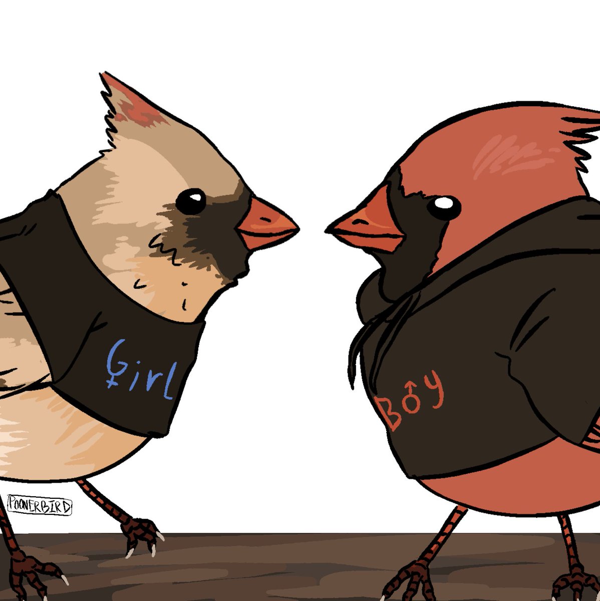 poonerbird's tweet photo. birdmoders https://t.co/wqh34kdAUr