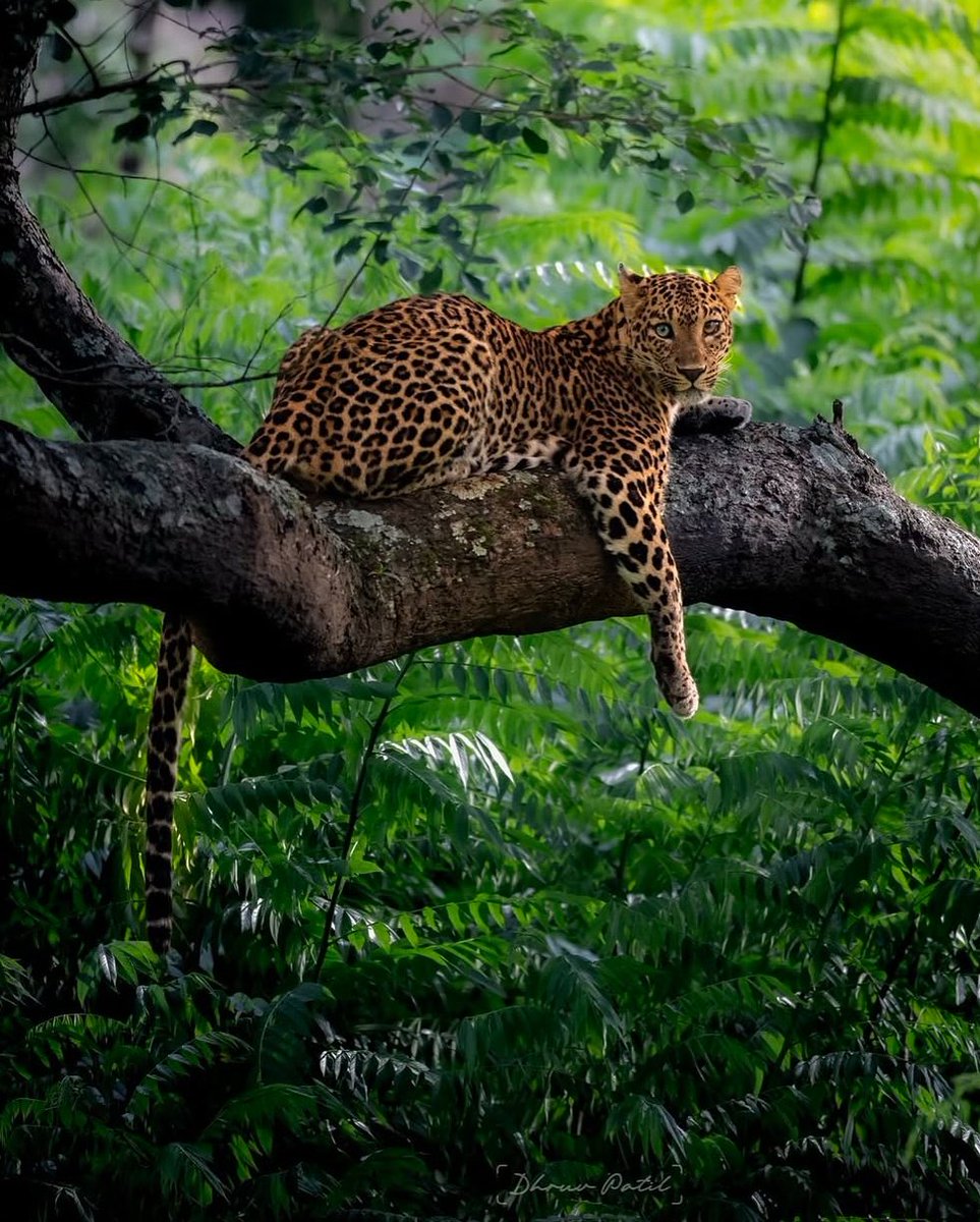 AcervoCharts's tweet photo. Fotógrafo captura um raro leopardo com heterocromia. https://t.co/wQKhFvWuho