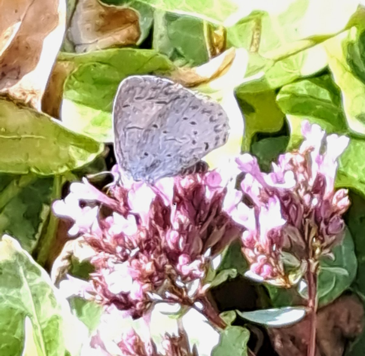 JiscaDijk's tweet photo. #CelastrinaArgiolus #boomblauwtje #Marjolein #OriganumMajorana #kleineTuin #distelvlinder
Ha! Een klein blauw vlindertje op de Majoraan:
blijkt het een boomblauwtje te zijn - blij mee 😊
en ik zag ook nog een distelvlinder - die komt wel vaker voorbij>>>> https://t.co/7ARjgYl1QG