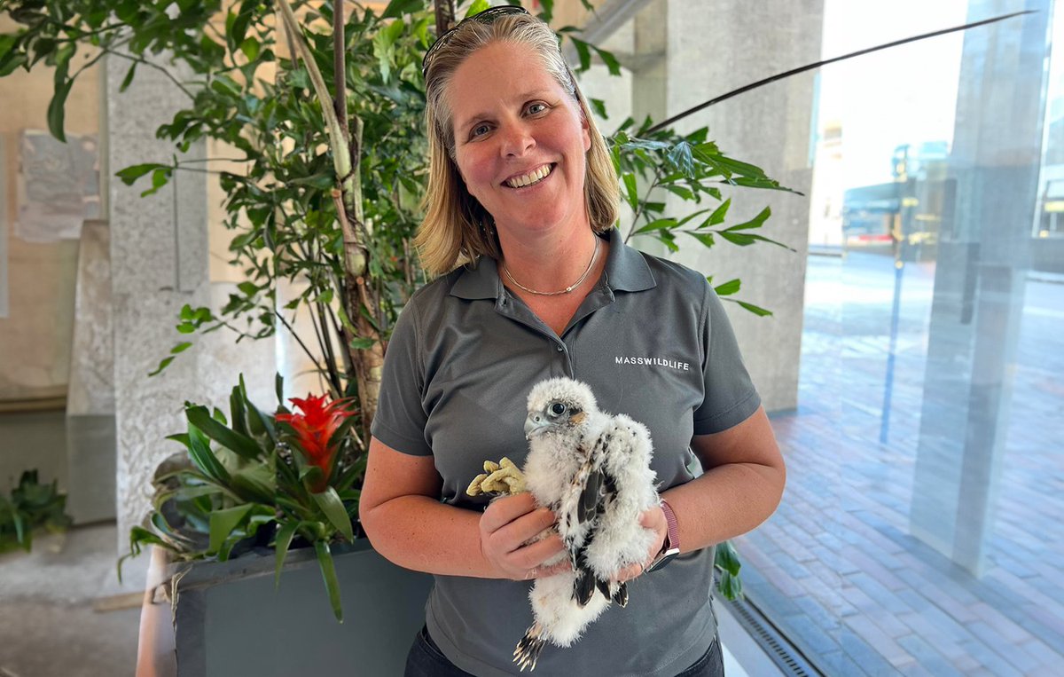 MassEEA's tweet photo. Dr. Everose Schlüter has been appointed as the new Director of MassWildlife, becoming the first woman to lead the division! With nearly two decades at the agency, Schlüter brings a wealth of experience and a distinguished record of conservation leadership to her new role. https://t.co/nMO1PIkBMP