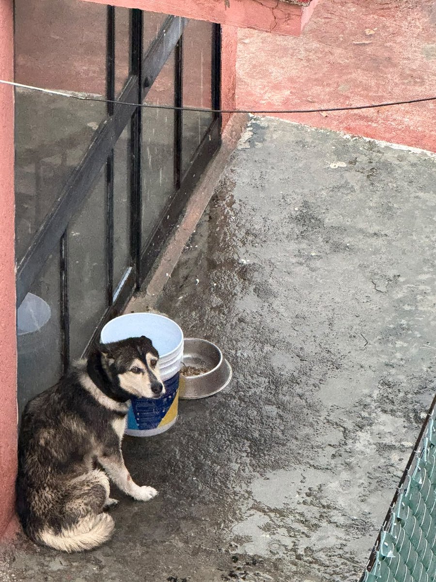 AngEstrada5's tweet photo. @DesdeLaFeMx En la Parroquia de la Divina Prividencia (Col Del Valle, CDMX) tienen un perrito maltratado en el techo. Se le ha escrito a la Parroquia x redes y borran los mensajes,nunca nos dan respuesta. El perro está a la intemperie, no tiene donde guarecerse d lluvia. ¡AYUDA! https://t.co/KhLxwVqCAp