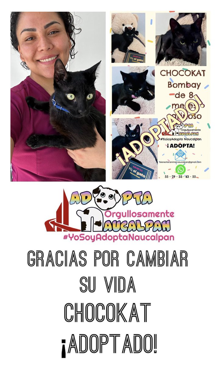 AdoptameNaucal1's tweet photo. Pasó a agradecer a todos su RT! luche mucho por mi vida! mi pierna no la cortaron estoy sano e inmensamente feliz y adoptado! @azelarobinson @FansDeMiyagi @MascotasSismo @AnayanssiMoreno @egomezislas @inakimanero @ReneValerio_ @clauedwards1 @MarkoEscalanteN @milesdegatos https://t.co/pnFou8tCFr