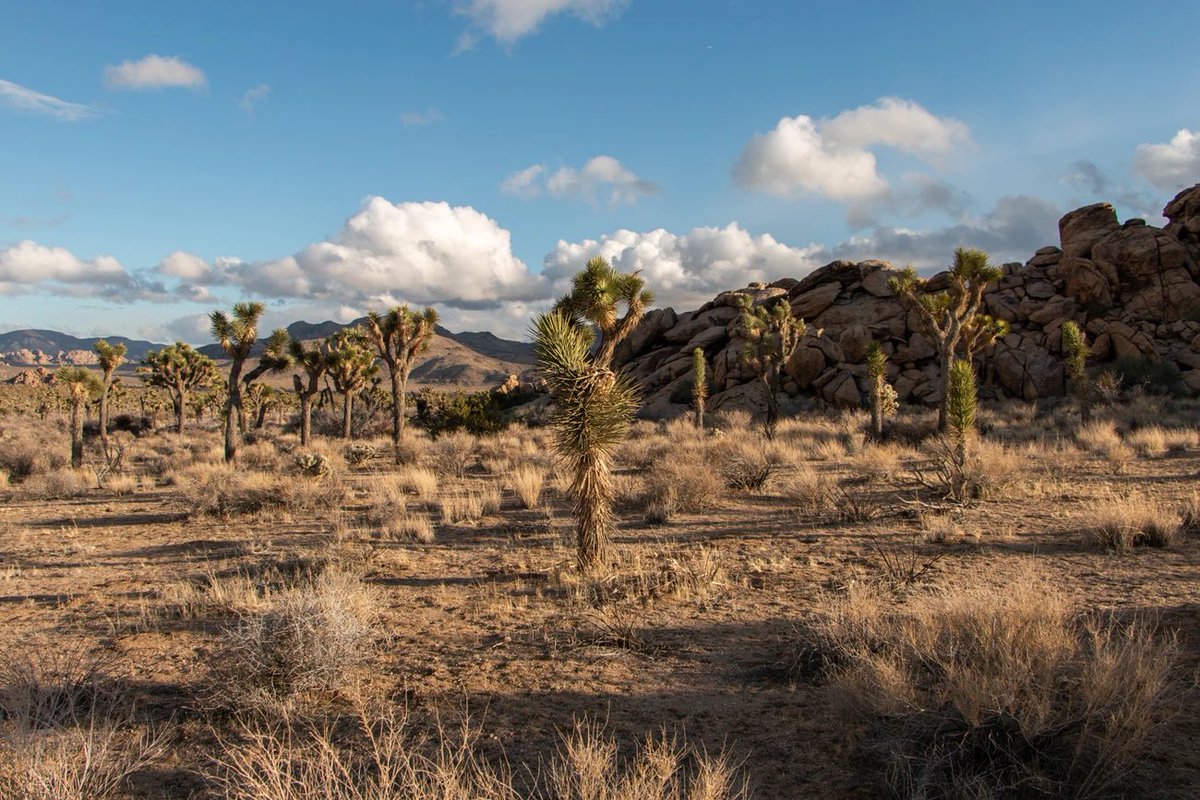 TraceyRay1982's tweet photo. There  is a direct biblical connection in the folklore: 19th-century Mormon settlers supposedly named the plant after the Old Testament prophet Joshua because its twisted, upward-reaching branches looked like arms raised in prayer or guidance. Joshua Tree National Forest. https://t.co/QZssBT3z5o