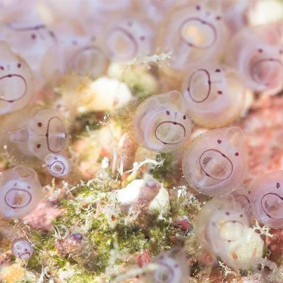 AcervoCharts's tweet photo. Existe um animal marinho que parece estar sempre surpreso de boca aberta. https://t.co/U3020zkw93