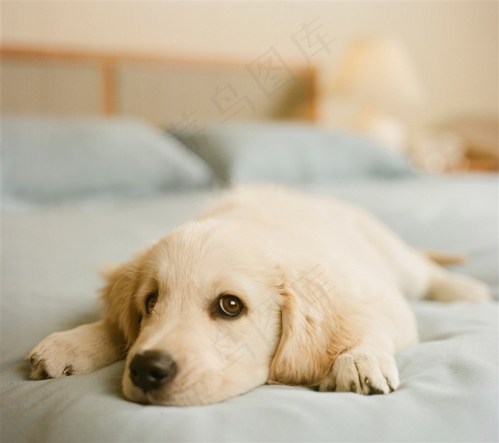 ItsmextinaPatty's tweet photo. This fluffy golden retriever puppy just curled up on my lap and made my whole week brighter  Nothing beats the warm, quiet comfort of a pet’s presence. https://t.co/NEnAS4G1p7