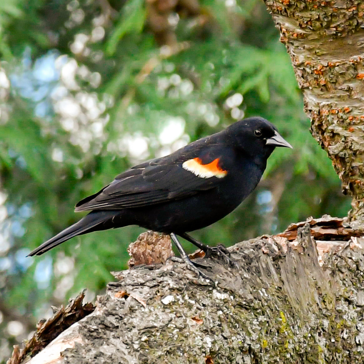 Poser38792's tweet photo. @birdscolour56 Red winged blackbird https://t.co/uyo81FxHOR