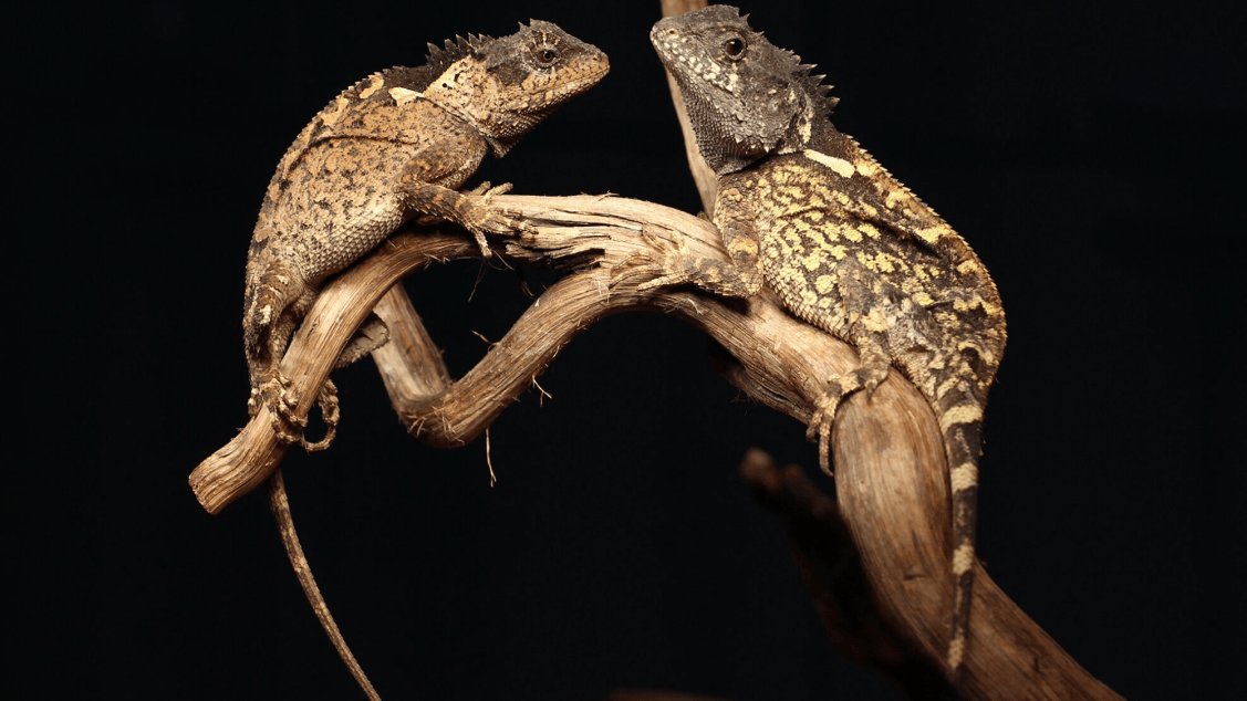 B73300Blue's tweet photo. the first female dire wolf Core being named "khaleesi" after more than 10,000 years of being extinct

A new species of lizard discovered in the mountainous forests of Thailand has been named Acanthosaura syrax, after Rhaenyra Targaryen's dragon https://t.co/8vxWSOlsdh