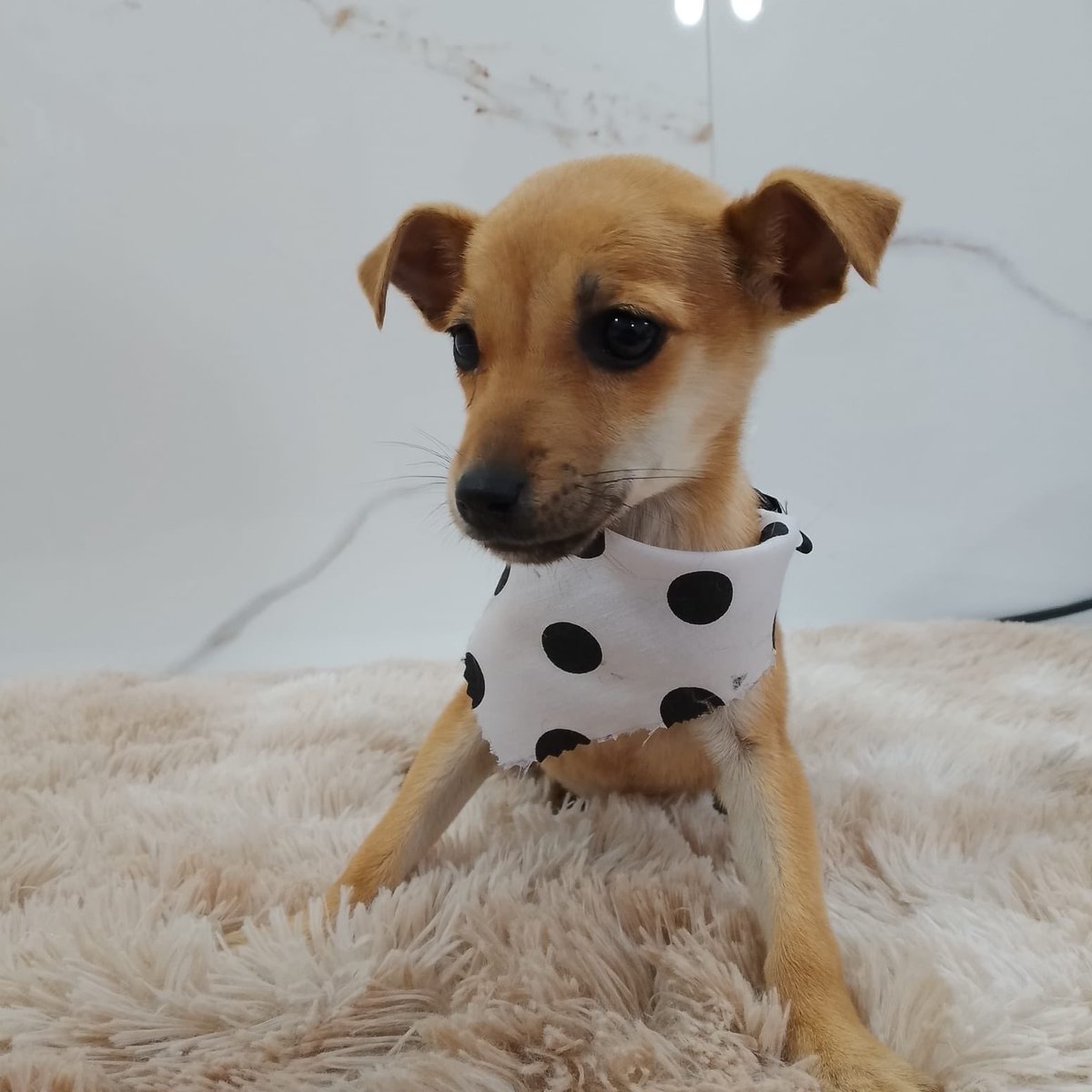 adrianaort_'s tweet photo. RT porfa!!! 
Abandonaron a estas dos hermosas, ya están en la vete fueron bañadas y desparasitadas listas para ir a un hogar 💘💘 nos hacemos cargo de la castración al cumplir la edad correspondiente 
Puedo acercar 🚘 teléfono 0976264095 https://t.co/Is934Q49yj