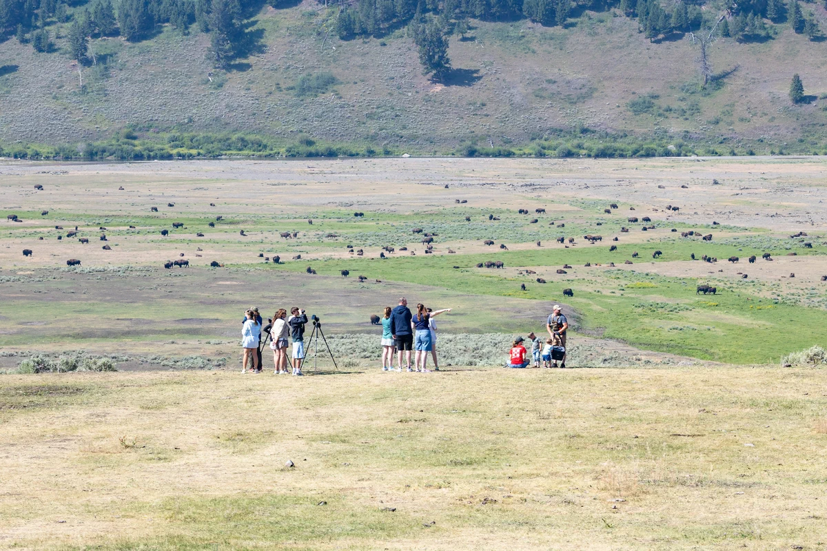 Several people looking through spotting scopes and binoculars to view hundreds of bison that are dotting a valley.