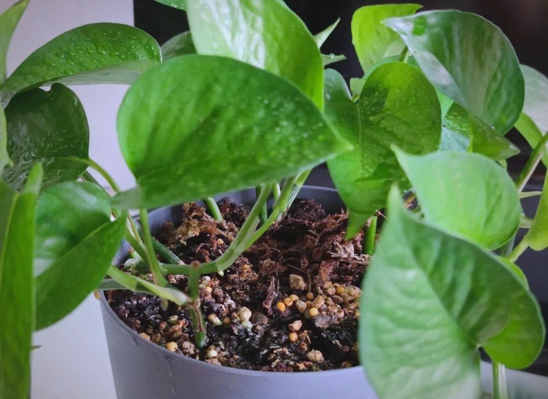 MeroyWaterpsei's tweet photo. Pro tip for your pothos! Water only when the top 2 inches of soil feel dry—this low-fuss plant will thrive and purify your indoor air without extra work. https://t.co/Awi9mHXlBb