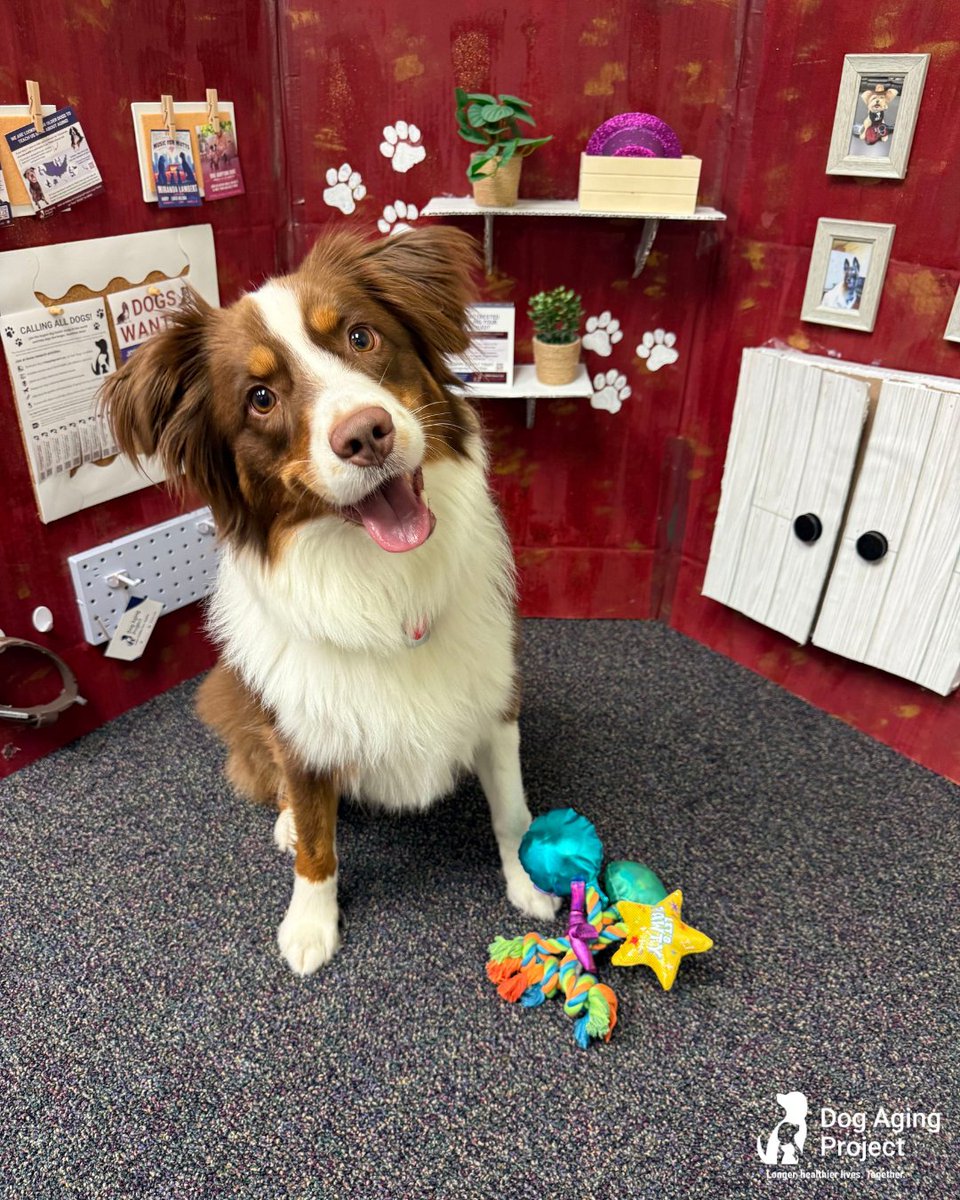 DogAgingProject's tweet photo. We are celebrating an office birthday. Happy Birthday to one of our #dogsoftheoffice, Cliff! 🐶🎉

🐾If you haven't already, join the Dog Aging Pack at https://t.co/iCdxo9kkr1 and explore more by reading our blog post on "Dogs are Science's Best Friend": https://t.co/LdVz0fPT0t. https://t.co/aZnc7zDFLj