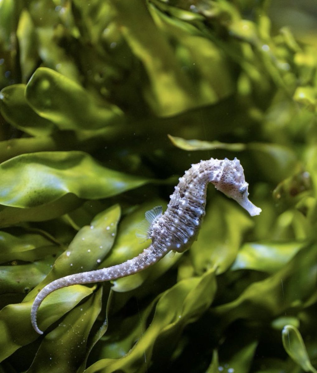 earthcurated's tweet photo. The United Kingdom just issued a legal warning following a rise in disturbances to vulnerable and fragile seahorses. They are legally protected, and seeking them out requires a licence. https://t.co/uabW9LU5Z3