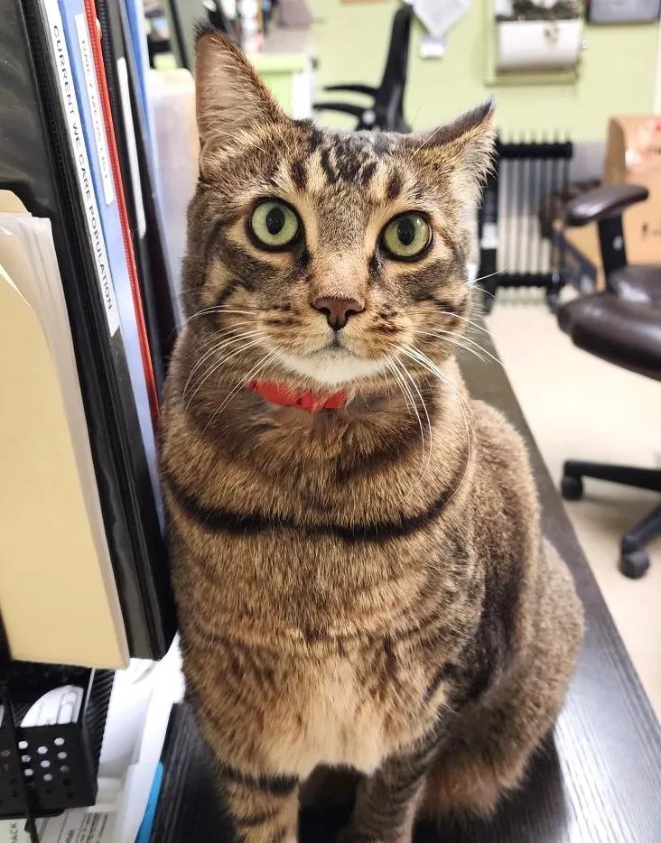 sachikoko's tweet photo. 🥳💃🏾🎊OMG YAY! After 3 Years, Sweet 13YO Senior Abyssinian Mix Tabby Kitty "TIGER" Has Has Finally Been Adopted!🎉🥳🎊
➡https://t.co/ywoSjfhS4s
❤Thank You 4 Sharing This Sweet Kitty &amp; Helping Her Find Her #FureverHome❤
@wecare_rescue #ForgottenSoulsHour #RehomeHour #US #CATS https://t.co/Szmuam4Lix