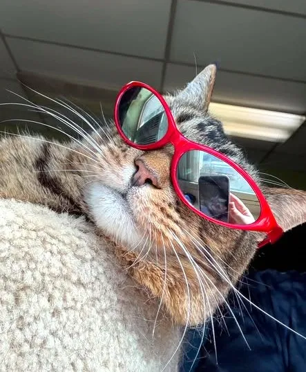 sachikoko's tweet photo. 🥳💃🏾🎊OMG YAY! After 3 Years, Sweet 13YO Senior Abyssinian Mix Tabby Kitty "TIGER" Has Has Finally Been Adopted!🎉🥳🎊
➡https://t.co/ywoSjfhS4s
❤Thank You 4 Sharing This Sweet Kitty &amp; Helping Her Find Her #FureverHome❤
@wecare_rescue #ForgottenSoulsHour #RehomeHour #US #CATS https://t.co/Szmuam4Lix