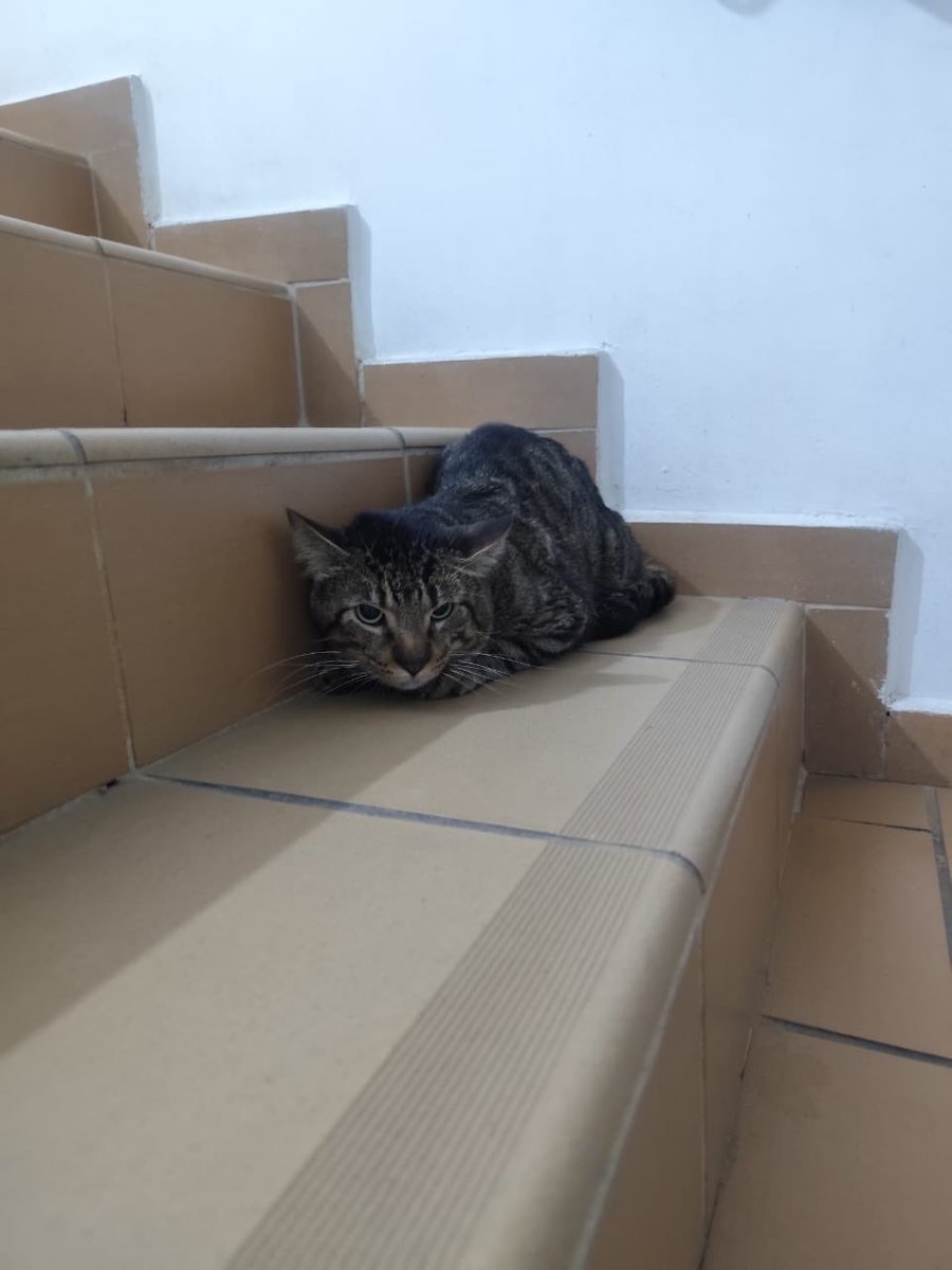 cucharitadepalo's tweet photo. Me envían esto para compartir:

#Bogotá Gatico encontrado después del temblor en el conjunto Imperial Reservado 2 en Suba. Comunicarse al 3165775246. https://t.co/Fyx8dEAqVK