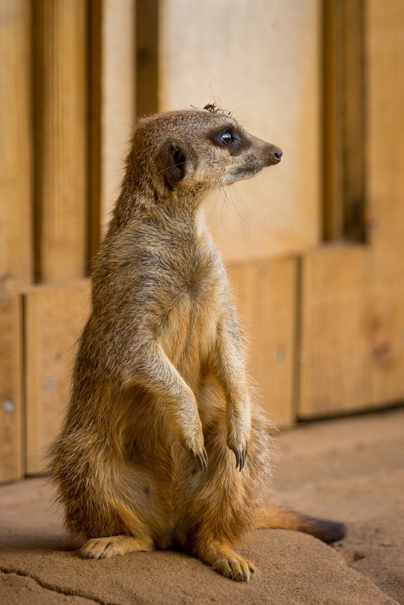 Future_Echoes's tweet photo. Meerkat #zoo #animal #colchesterzoo #photography #photo https://t.co/UZS5FECPQF