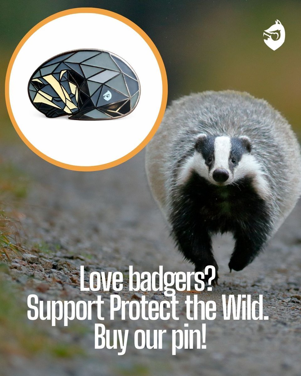 ProtectTheWild_'s tweet photo. Can you believe 254,038 badgers were killed during the badger cull? It's horrific. https://t.co/91l9UFsAl5