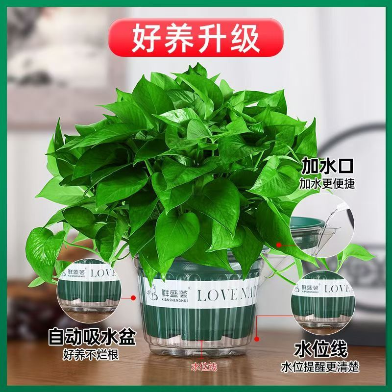Grexielle1's tweet photo. [A happy pothos plant just needs indirect light and weekly watering to thrive—perfect for new plant parents!  #PlantCareTips] https://t.co/RPx9DJAsaq