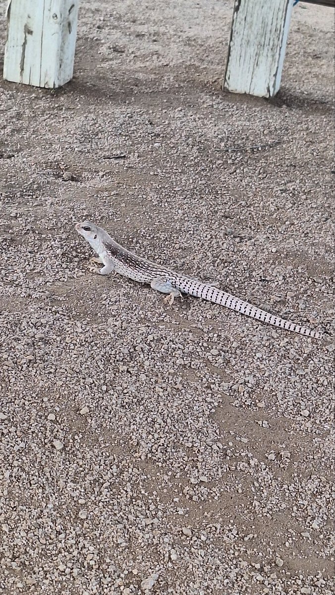 4ze_u's tweet photo. arizona is crazy i walk outside my house and the first thing i see is a fucking iguana https://t.co/42Y4BFXhna