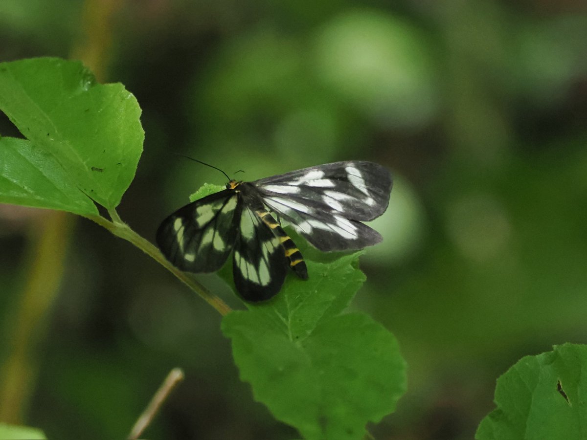 tostomo's tweet photo. 蛾だけど「トンボ」って名前に入ってる
#トンボエダシャク
#ガ
#moth
#昆虫 
 #自然
#om1-markⅡ
#mzuiko100400mmf5063is
#om_photo
#om写真投稿
#ISO1600
#0ev
#f6.3
#1/200s https://t.co/LQnRRqjvKS