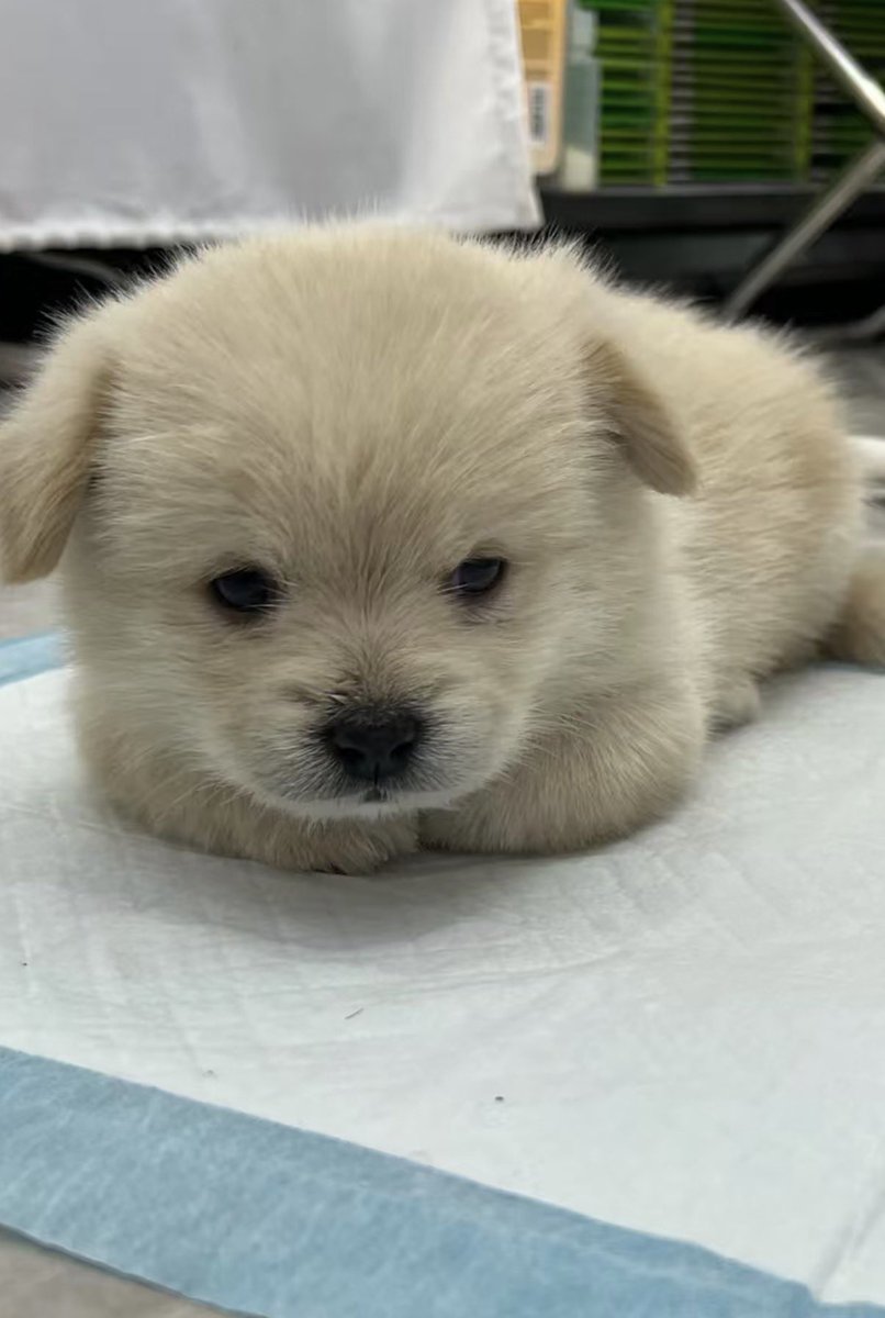 twaniimals's tweet photo. https://t.co/OYCvlXDQbL