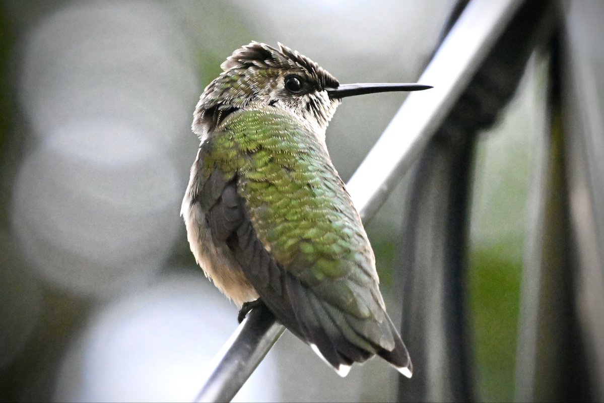 ell_enR's tweet photo. Love the feather detail!
Ruby-throated hummingbird
Northern NJ
8/2026
#hummingbird #hummingbirds #hummingbirdlove #hummingbirdlover #Rubythroatedhummingbird #bird #birdphotography #birdlover #backyardbird #naturephoto #NaturesBeauty #NaturePhotography #featherperfection #birds https://t.co/eh89B0EvRg
